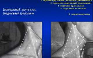 Мышцы тела человека: головы, шеи, туловища, верхних и нижних конечностей