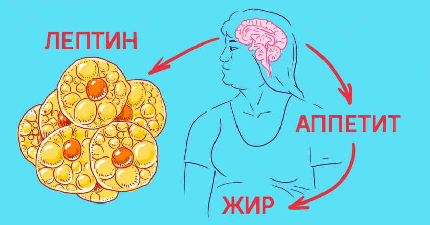 Схема получения лептина в организме
