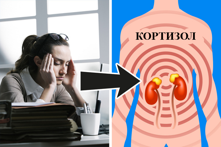 Влияние кортизола на организм