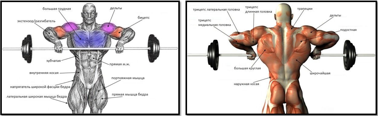 Целевая мускулатура