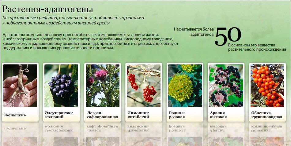 Растения адаптогены