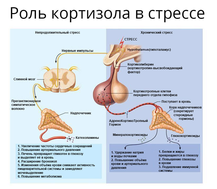 Роль кортизола в стрессе