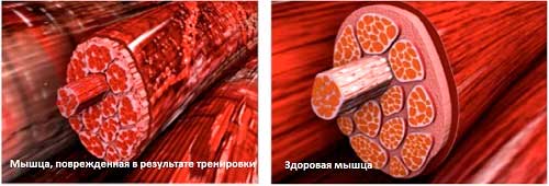 Соматотропин