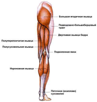 Основные задействованные мышцы при беге