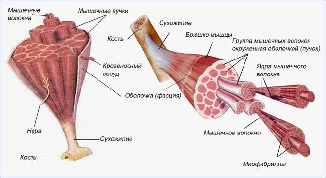 строение мышц и типы мышечных волокон