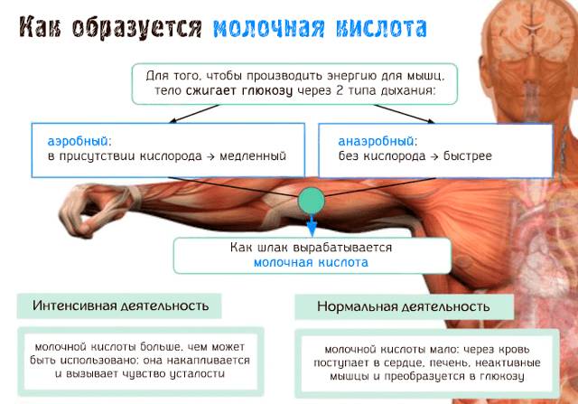 Блок-схема как образуется молочная кислота
