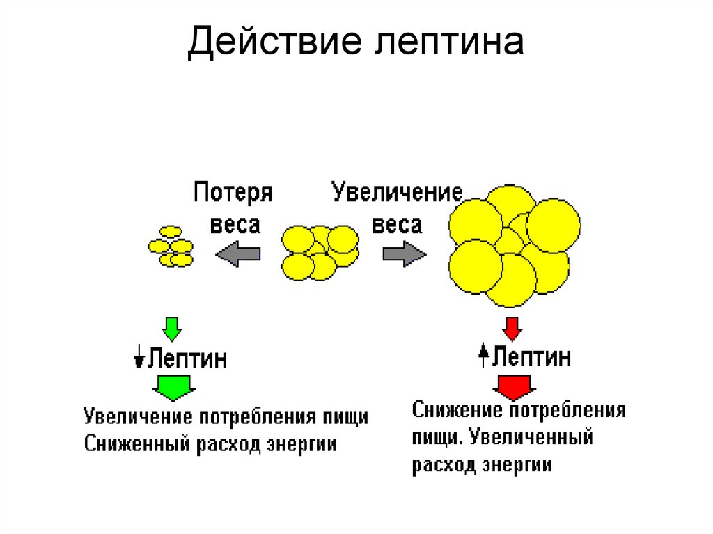 Действие лептина схема
