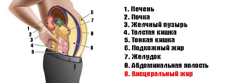 Висцеральный жир что это такое